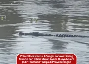 Potret Koeksistensi di Sungai Konawe: Sering Muncul dan Diberi Makan Ayam, Buaya Muara Jadi “Tontonan” Warga di Penyeberangan Pincara