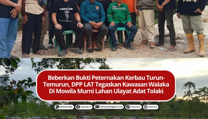 Beberkan Bukti Peternakan Kerbau Turun-Temurun, DPP LAT Tegaskan Kawasan Walaka  Di Mowila Murni Lahan Ulayat Masyarakat Adat Tolaki